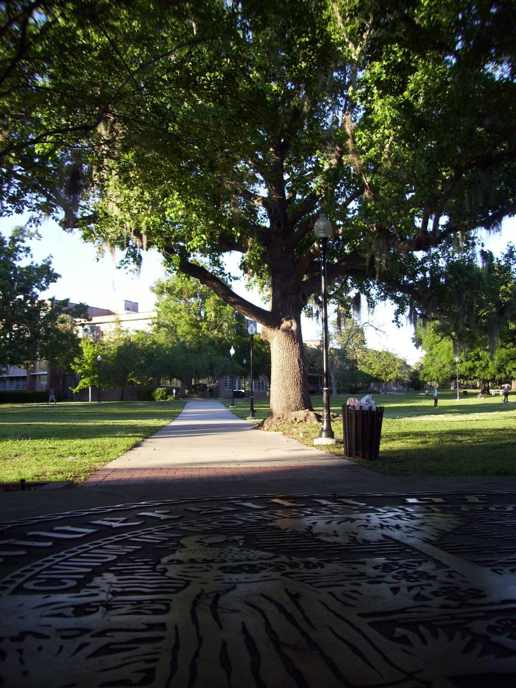 University of Florida on an early morning. Belongs to Gabriela Yareliz