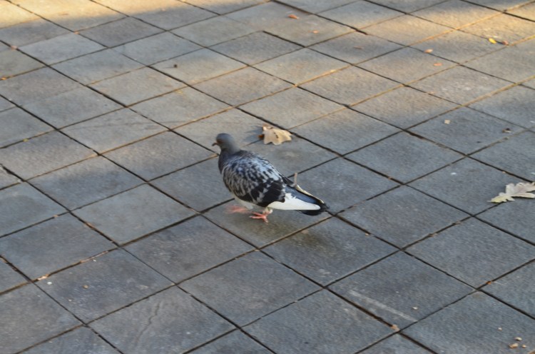 PIGEON! Belongs to: Gabriela Yareliz