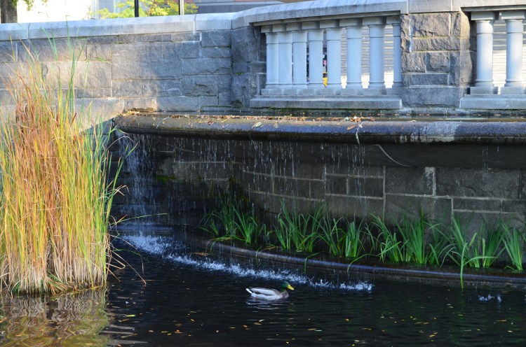 Duckies; Belongs to: Gabriela Yareliz