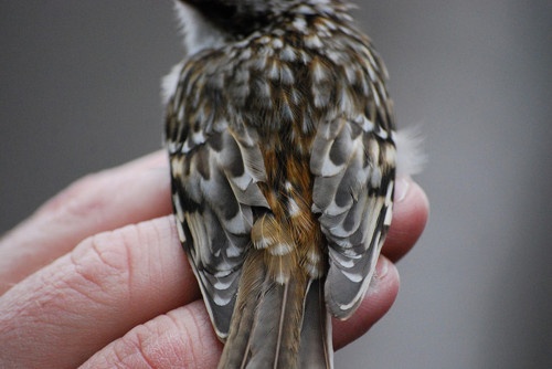 tumblr_mdea5qavqb1rcvypto1_500