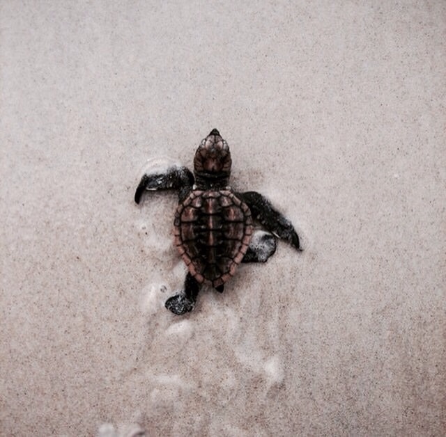 tumblr_ni3vdidi6x1qm46hio1_1280